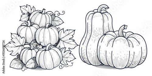 A detailed illustration of various pumpkins and gourds with leaves