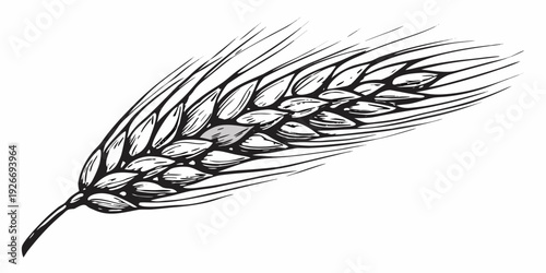 Detailed black and white illustration of a single wheat stalk