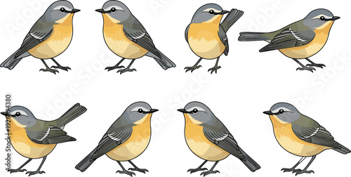 Small songbird vector set with different poses of garden bird character for wildlife nature illustration and ornithology design.