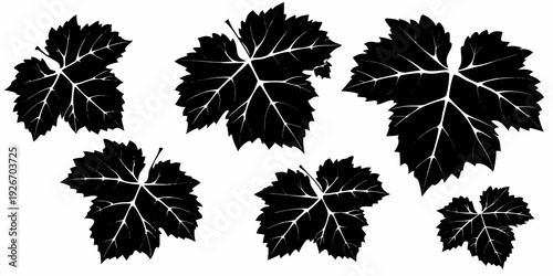 Silhouettes of grape leaves against a stark white background