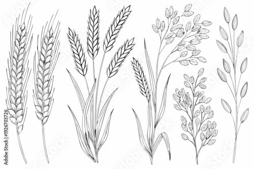 Detailed botanical illustration of various cereal grains and leafy branches