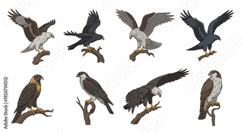 Several eagles and other birds of prey are shown in different poses, some perched on branches and others in flight.