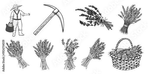 Vintage illustration depicting a farmer tools and bundles of lavender
