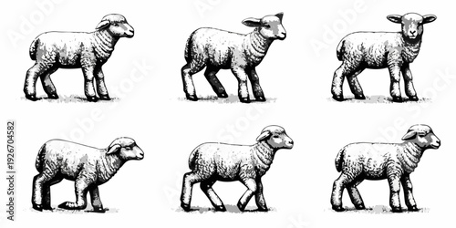 Six sketched lambs arranged in a grid formation on white background