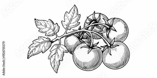 Vintage botanical illustration of ripe tomatoes on a winding vine