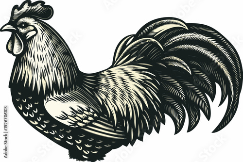 Detailed engraving of a proud rooster with elaborate plumage displayed