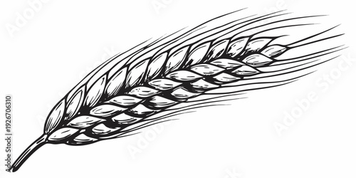Detailed illustration of a single wheat stalk with visible grains