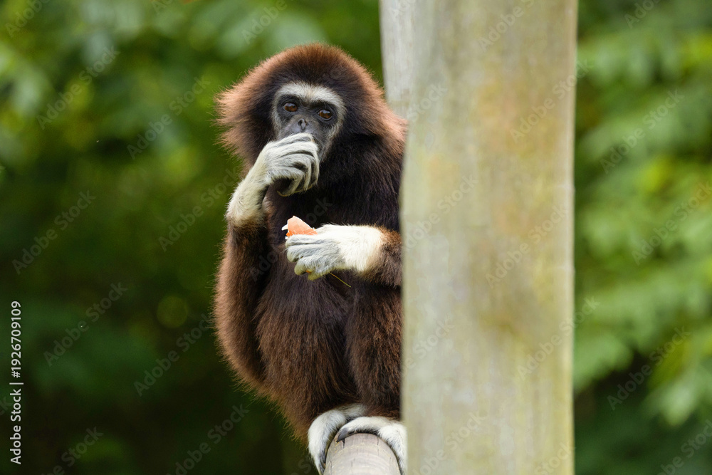 Obraz premium lar gibbon white-handed gibbon, an endangered primate in the gibbon family