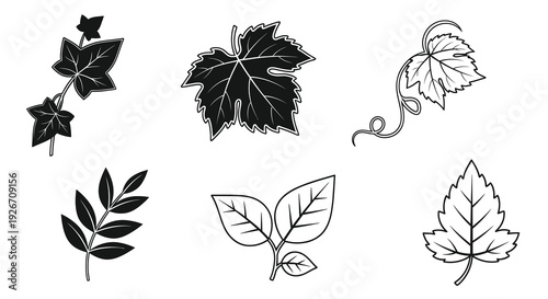 Nature Botanical Leaves Line Art Icons Set - Black and White Plant Foliage Glyphs