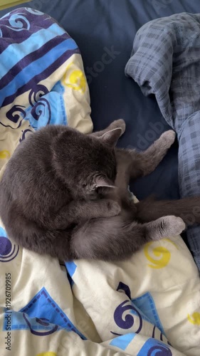 Wallpaper Mural Cat Cleans Itself on the Bed as It Licks Its Fur and Shows Its Grooming Habits in a Cozy Indoor Setting Torontodigital.ca