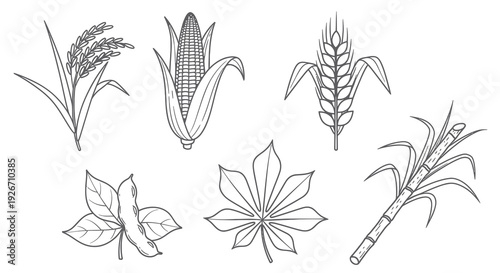 Staple Agricultural Food Crops Line Art - Black  White Outline Icons
