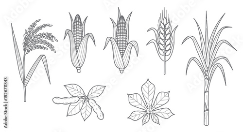 Agriculture Food Plants Line Art - Rice, Corn, Wheat, Sugarcane, Soy, Cassava Crops