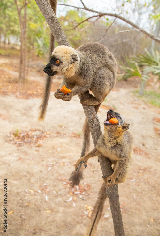 Fototapeta premium Common brown lemur (Eulemur fulvus) with orange eyes.