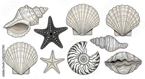 Collection of Seashells and Starfish Illustrations