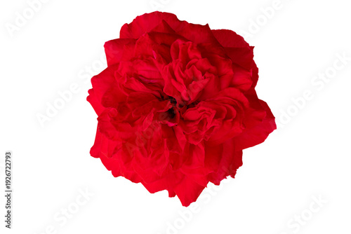 Wallpaper Mural Top view of vibrant red rose flower isolated on transparentbackground. Beautiful blooming damask rose head for Valentine's Day design. PNG File Torontodigital.ca