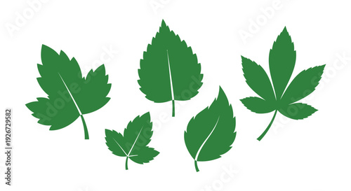 Green leaves arranged on a white background simple botanical silhouette