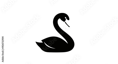 Elegant Black Swan Swimming Gracefully, isolated white background