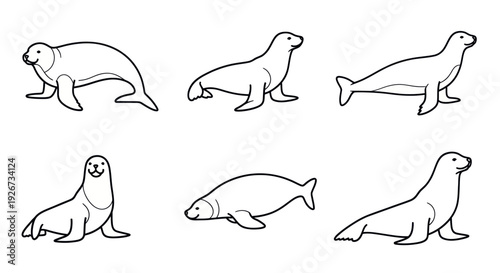 Seal Illustrations: Collection of Six Line Art Drawings in Various Poses