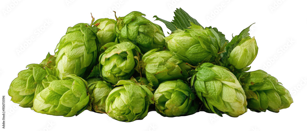 Fototapeta premium Fresh green hop cones pile for beer brewing