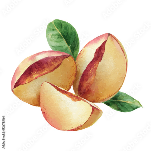 A watercolor painting of Sapodilla Slices, vector illustration on white background.