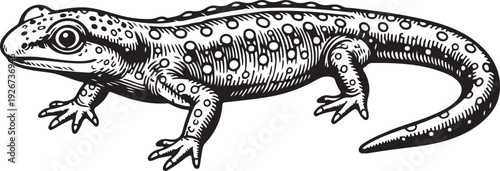 A black and white drawing of a lizard