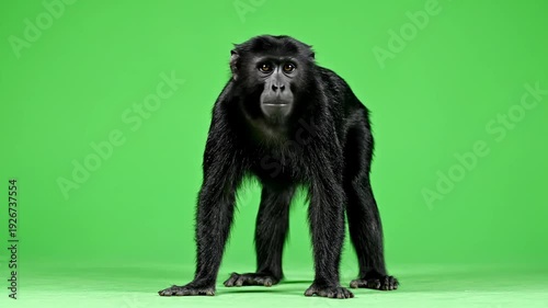 Chimpanzee on green screen