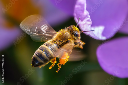 Biene im Flug