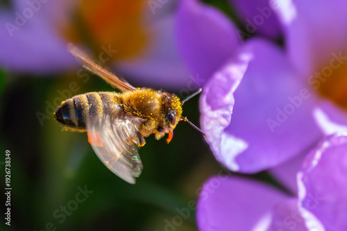 Biene im Flug