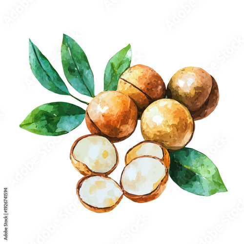 Schilderij op canvas Watercolor-style vector illustration of Macadamia Slices, isolated on a clean white background