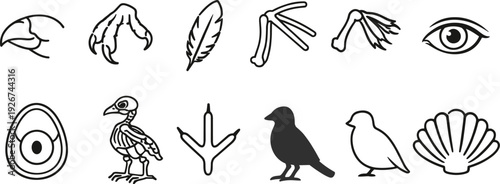 Collection of bird anatomy icons including beak, claws, feather, skeleton, and eye