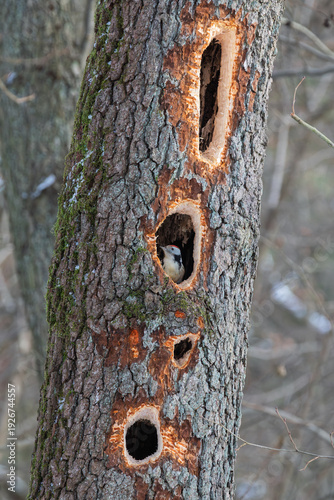 Mittelspecht blickt aus Spechthöhle im alten Baumstamm – Höhlenbrüter im Wald