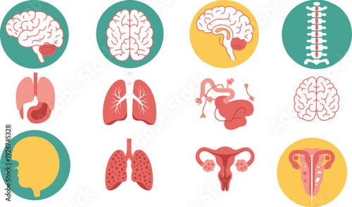 Human anatomy organs illustration featuring brain, lungs, spine, stomach, and reproductive system in colorful medical vector design concept.