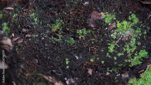 Valokuva Verdant green moss thriving on dark, intricate organic matter, revealing the del