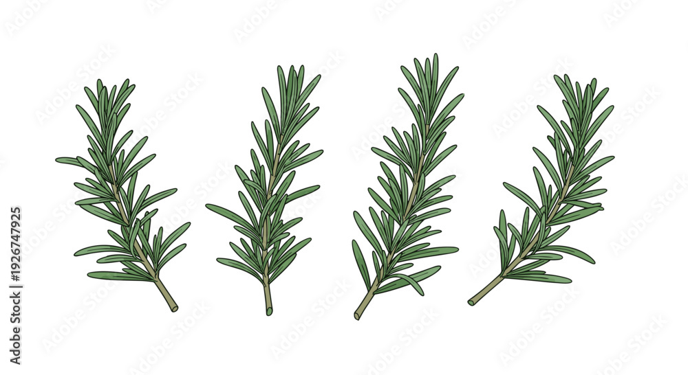Fototapeta premium Four bushy clusters of green rosemary branches with dense needle leaves and brown stems are arranged horizontally on a plain white background.