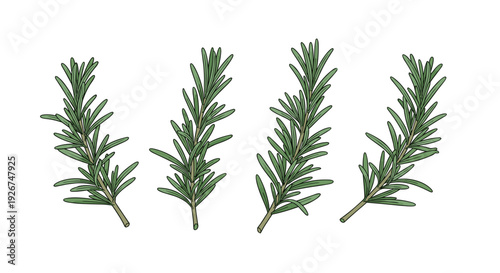 Four bushy clusters of green rosemary branches with dense needle leaves and brown stems are arranged horizontally on a plain white background.