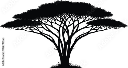 Black vector silhouette of a large african acacia tree with spreading branches and dense foliage for savanna nature landscape and environmental conservation branding