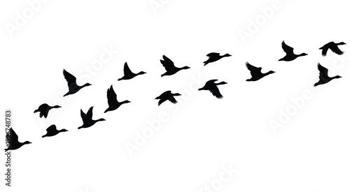 Flock of birds flying silhouette on white background, abstract airborne movement concept, clean negative space composition, modern black and white wildlife illustration, high resolution professional