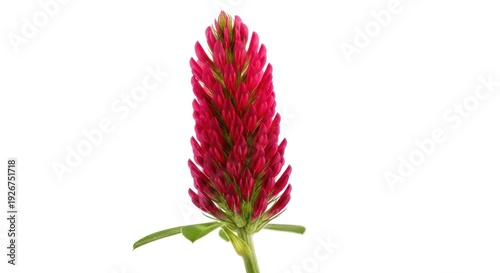 Crimson Clover Blossom - A Close-Up of Natures Beauty.