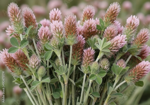 Crimson Clover Blossom Bunch - A Vibrant Display of Natures Beauty.