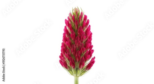 Crimson Clover Blossom Isolated on White Background in Studio.