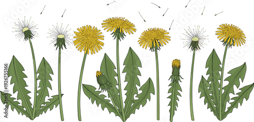 Yellow dandelion flowers and white blowballs set with green leaves and seeds, botanical floral elements on white background, vector illustration,