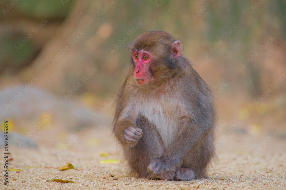 Fototapeta premium 高崎山自然動物園のニホンザル