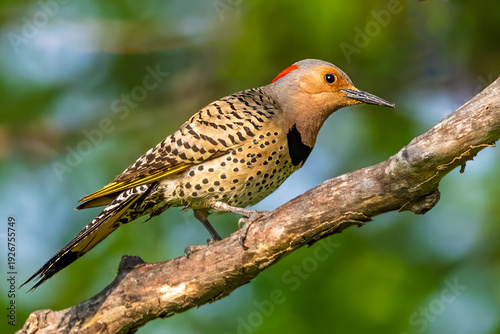 Foto A Northern Flicker woodpecker perched on a tree branch against a clear blue sky