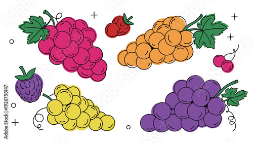 Colorful fruit illustration featuring different varieties of grapes red raspberries and blackberries with decorative accents.