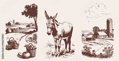 Donkey and harvest countryside farming illustration collection. Illustration for editorial or label. Vector pencil hand drawn sketch style with rural life and farm scenes.