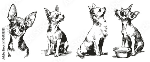 Vector chihuahua dog poses charcoal drawing style. Puppy portraits with head and sitting positions. Graphic for pet blogs or veterinary posters. Crayon drawn sketch illustration style.