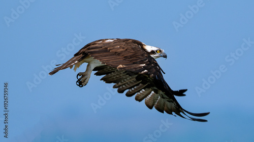 An Osprey glides powerfully across a clear blue sky, wings arched and talons poised, capturing the strength and precision of this fish-eating raptor in flight.