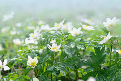 Wildflowers bloom in a green field. Meadow of wood anemones (Anemone nemorosa)