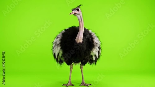 Majestic and Imposing Ostrich on Vibrant Green Background Standing Proud and Tall in Studio Setup for Nature Photography