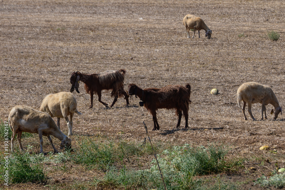 Fototapeta premium Long-Eared Goats Grazing with Sheep in Cyprus Field